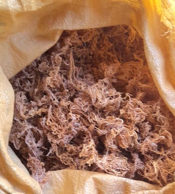 B Grade Purple Sea Moss Bulk — 10 lb Case