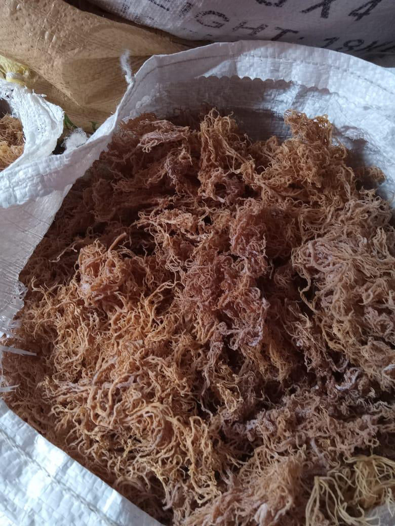 B-Grade Full Spectrum Sea Moss — 10 lb Bulk