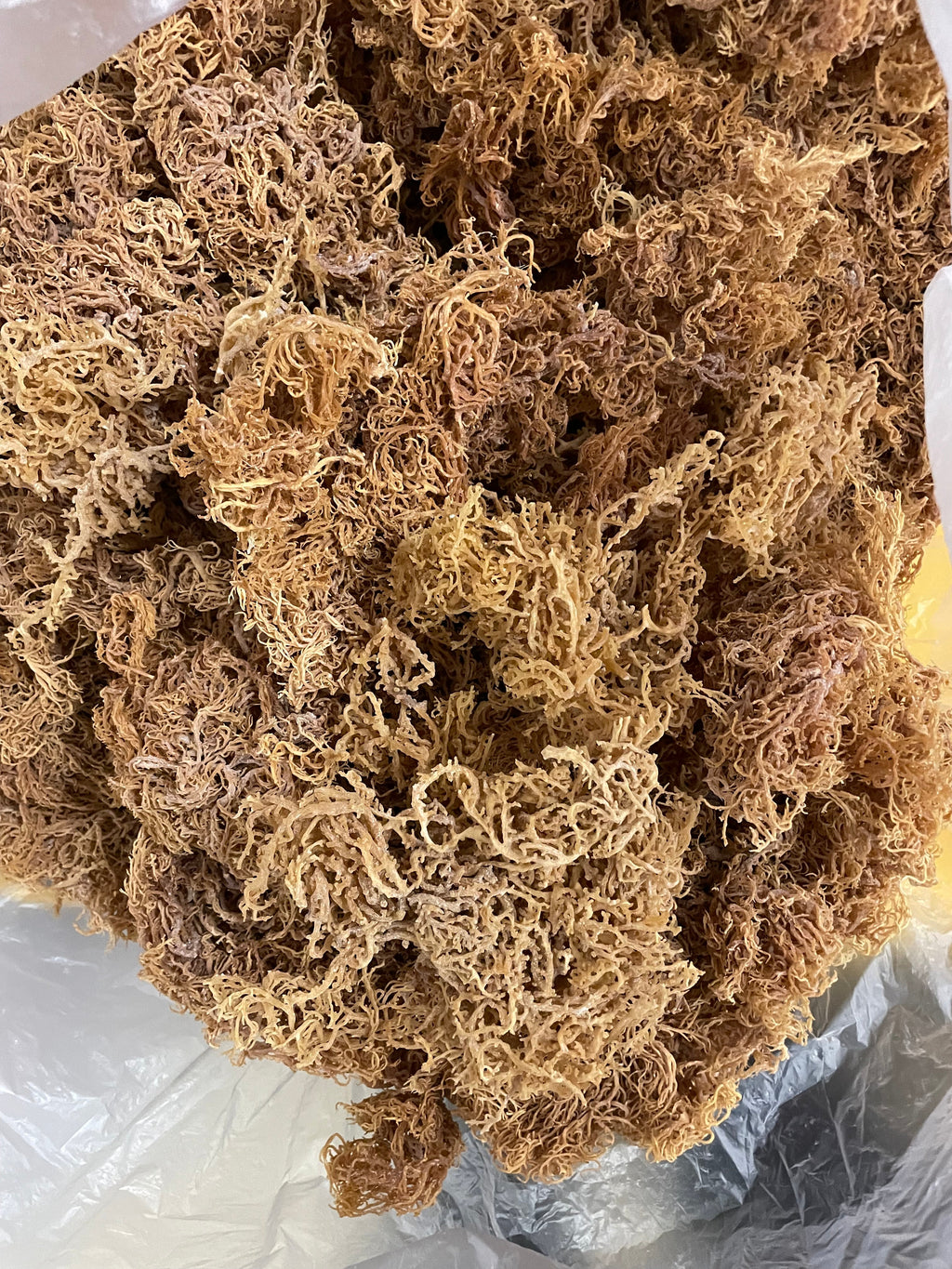 B Grade Purple Sea Moss Bulk — 10 lb Case
