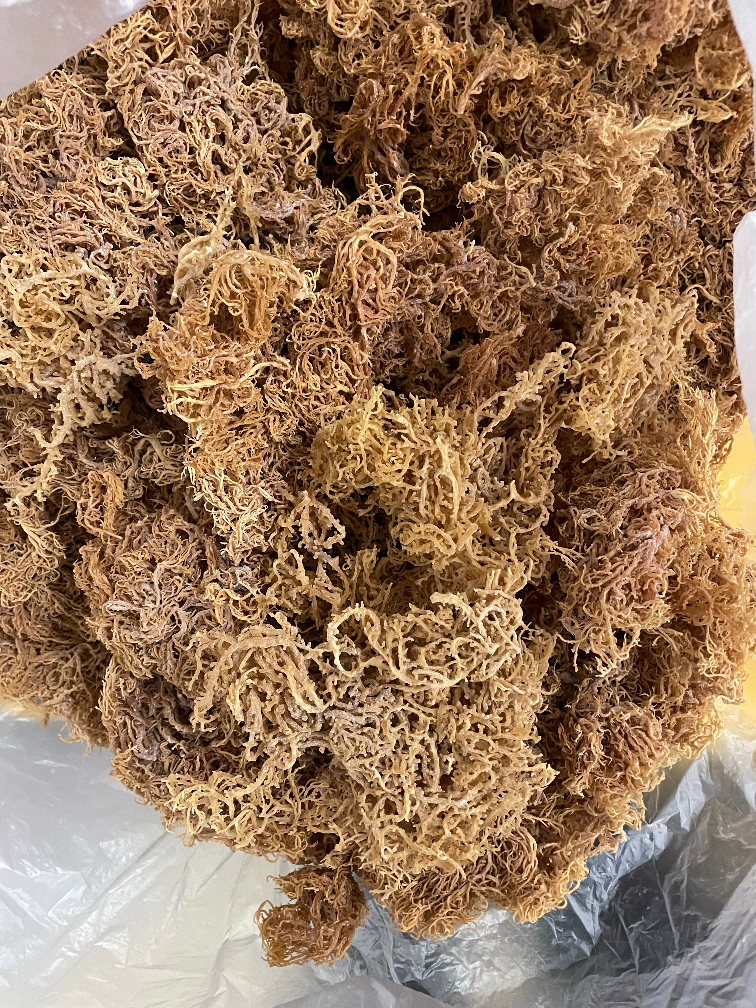 B Grade Purple Sea Moss Bulk — 10 lb Case